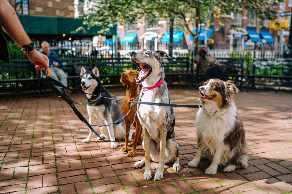 dog walker holding dogs on leashes